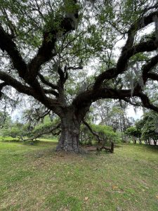 City Park New Orleans
