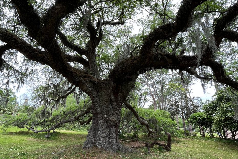 City Park New Orleans