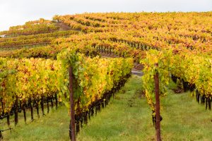things to do in boonville california
