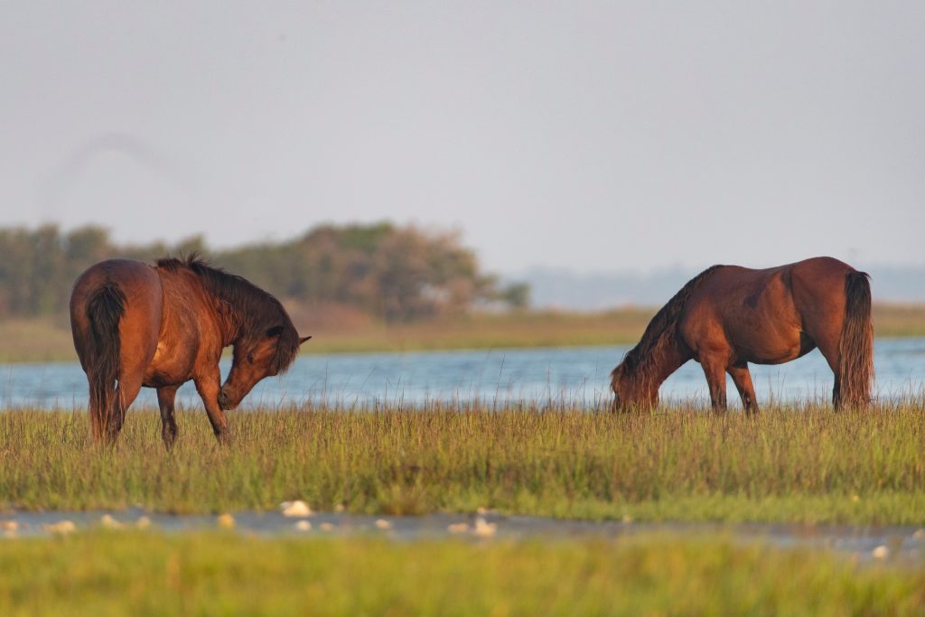 rachel carson reserve beaufort