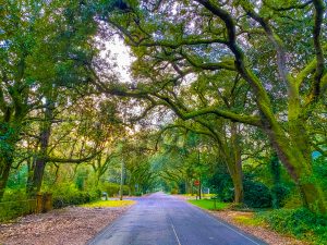 things to do in Magnolia Springs