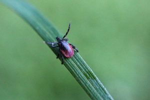 Top 10 Tips for Avoiding Ticks While RV Camping tick on leaf