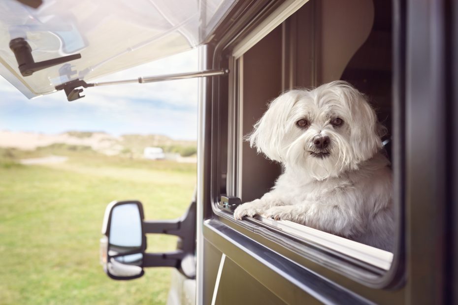 dog looking out of a camper