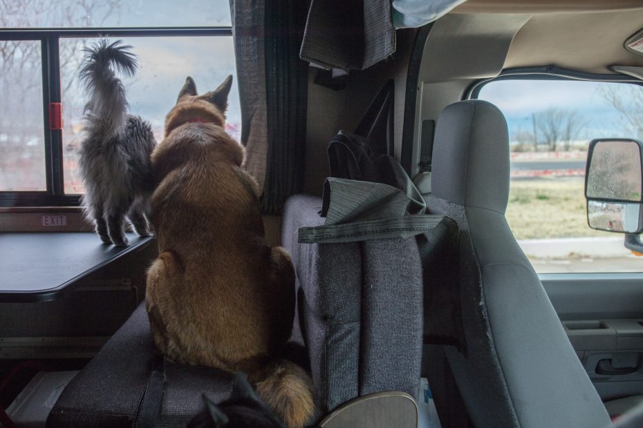 cat and dog in a pet-friendly rv