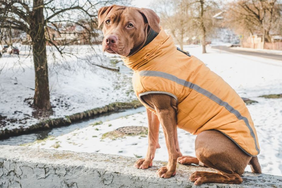 Pet Friendly RV Parks in the US