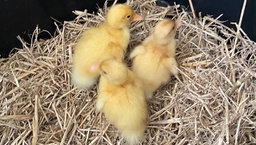 Photo 31 thumbnail 33