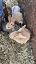 Photo 33 thumbnail 35