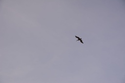 Photo 1 thumbnail 3